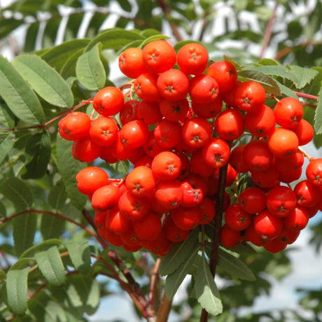 MOUNTAIN ASH CARDINAL ROYAL