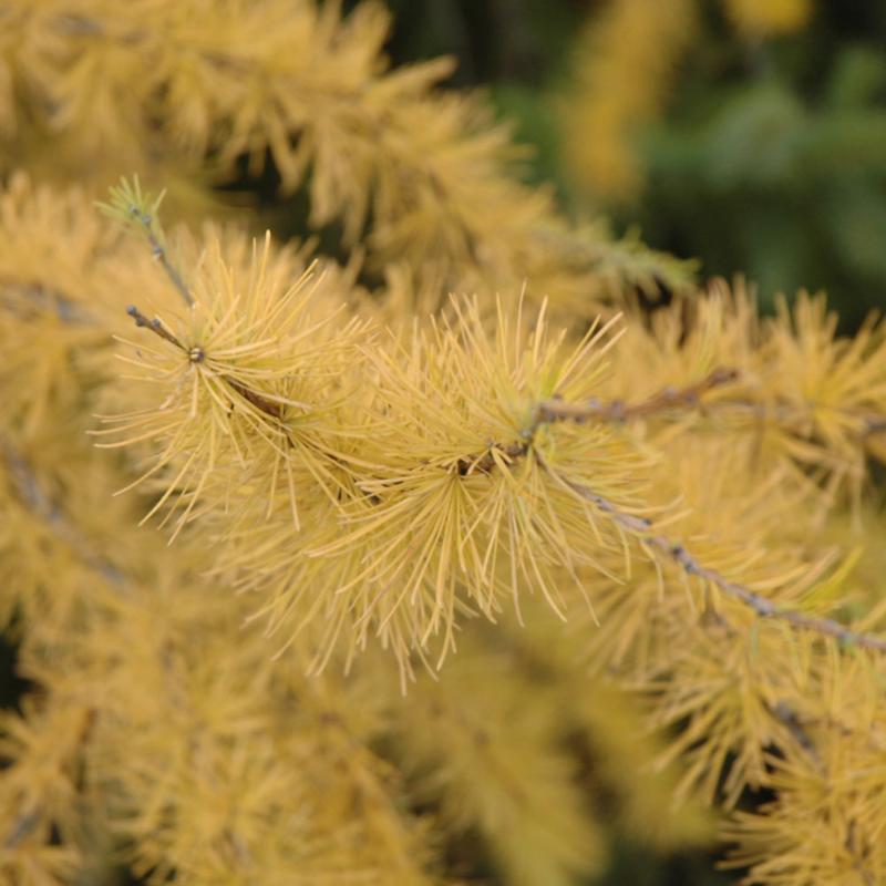 LARCH AMERICAN