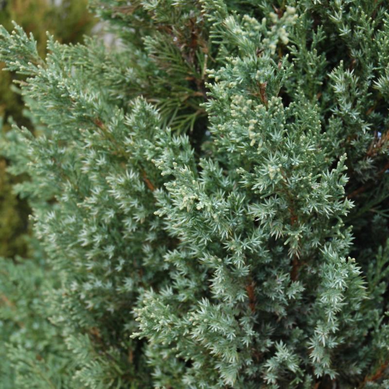 JUNIPER MOUNTBATTEN