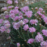 ARMERIA JUNIPERIFOLIA