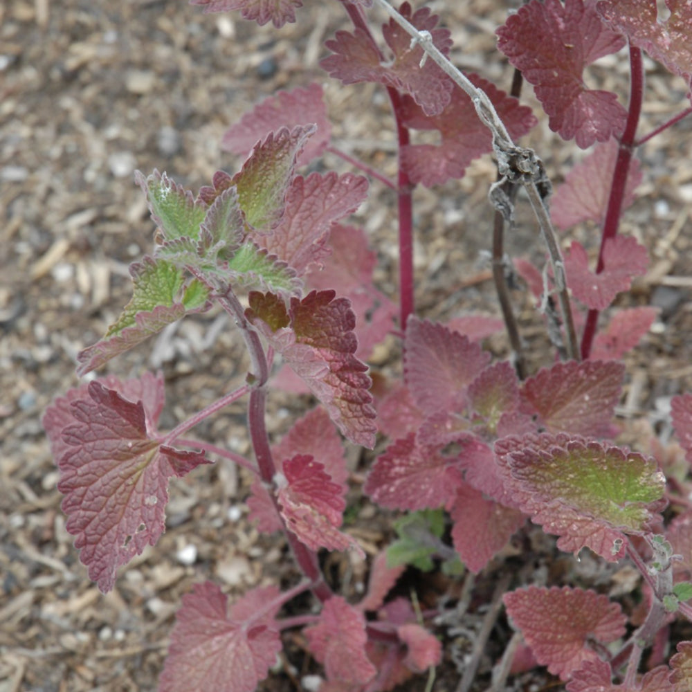 Seed- Catnip