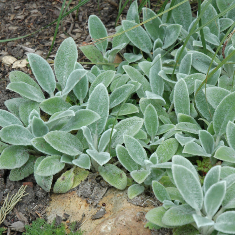 STACHYS SILVER CARPET