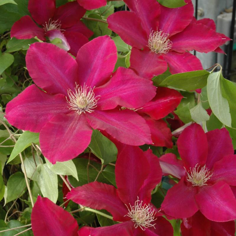 CLEMATIS REBECCA