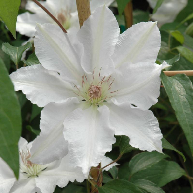 CLEMATIS HYDE HALL