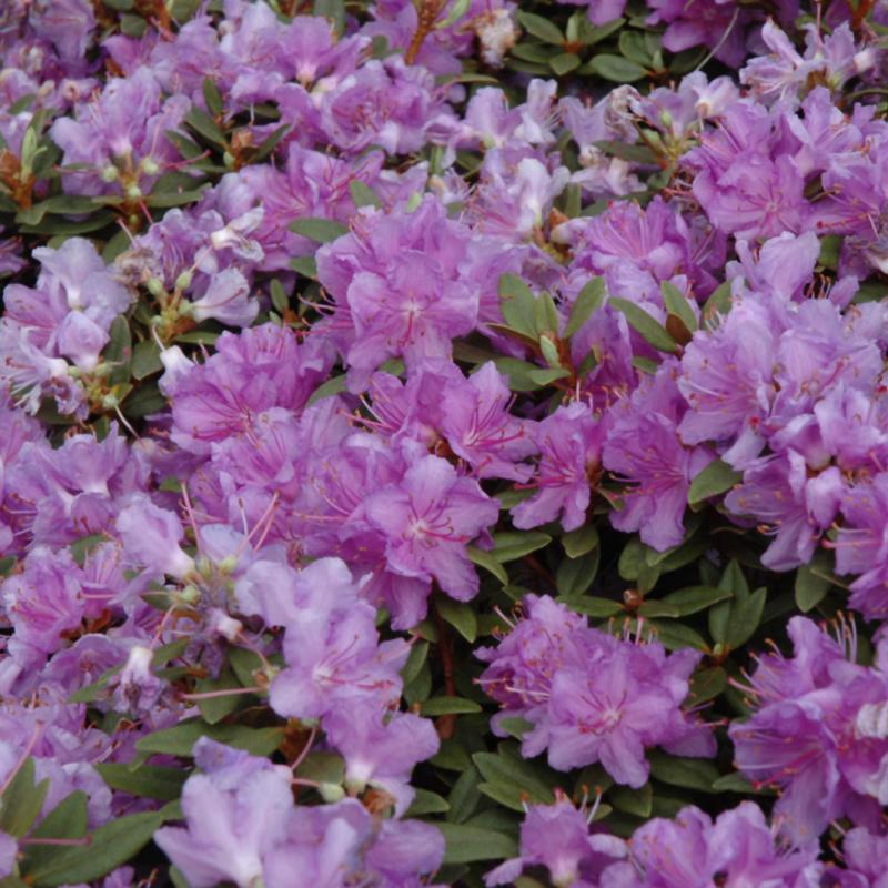 RHODODENDRON PURPLE GEM