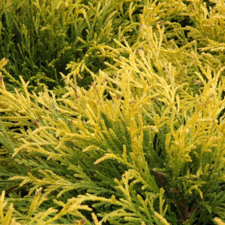 FALSE CYPRESS GOLDEN MOPS