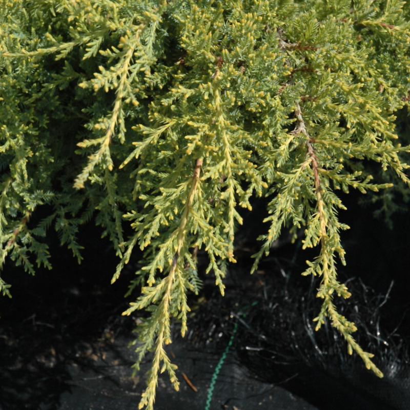 JUNIPER GOLD STAR