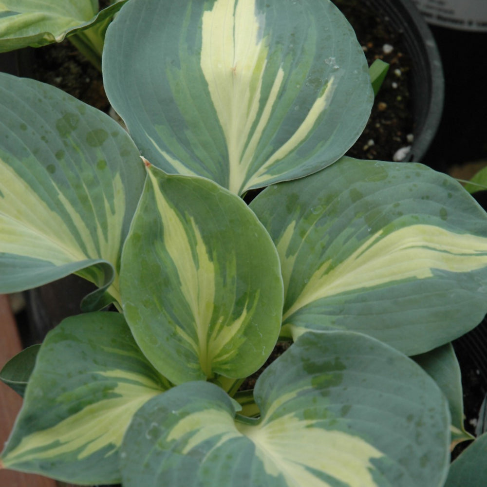 HOSTA DREAM QUEEN