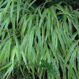 HAKONECHLOA ALBO STRIATA