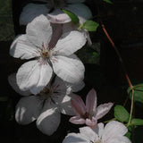 CLEMATIS JOHN PAUL II