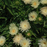 STOKESIA MARY GREGORY