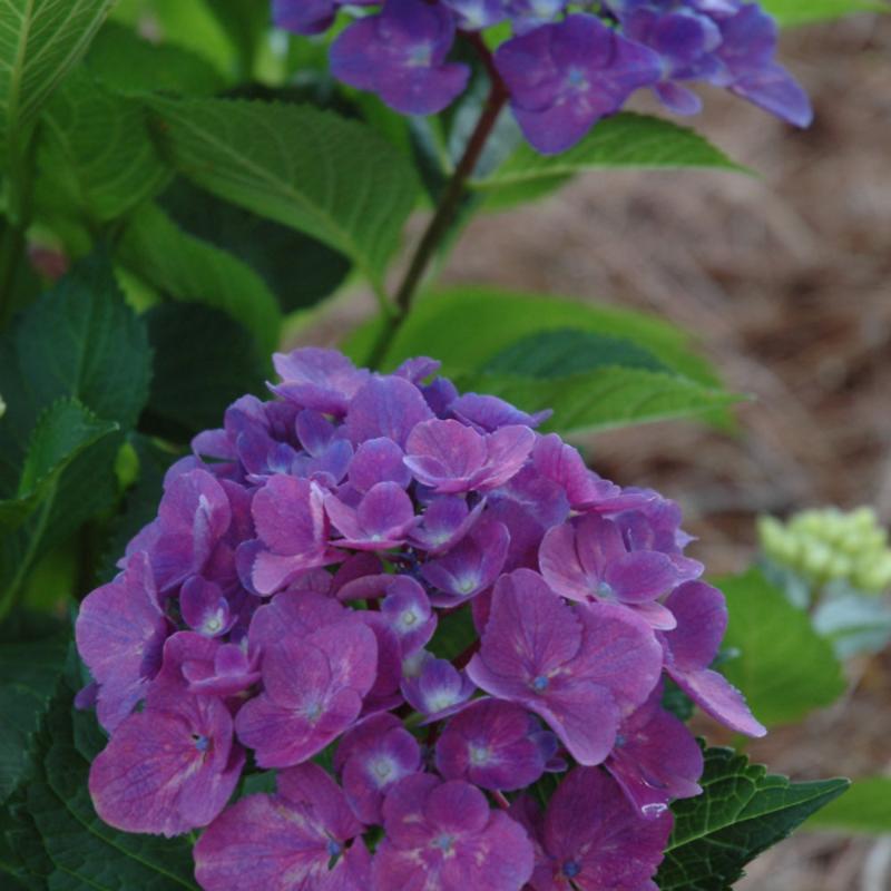 HYDRANGEA CITYLINE VENICE