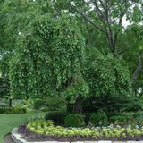 MULBERRY WEEPING FRUITING