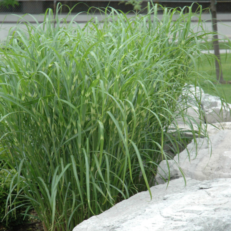 MISCANTHUS ZEBRINUS