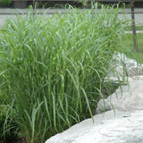 MISCANTHUS ZEBRINUS