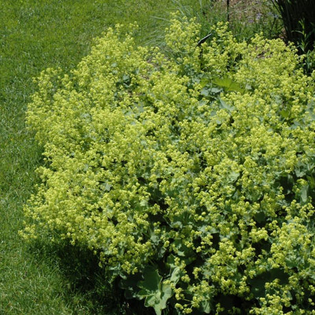 ALCHEMILLA MOLLIS