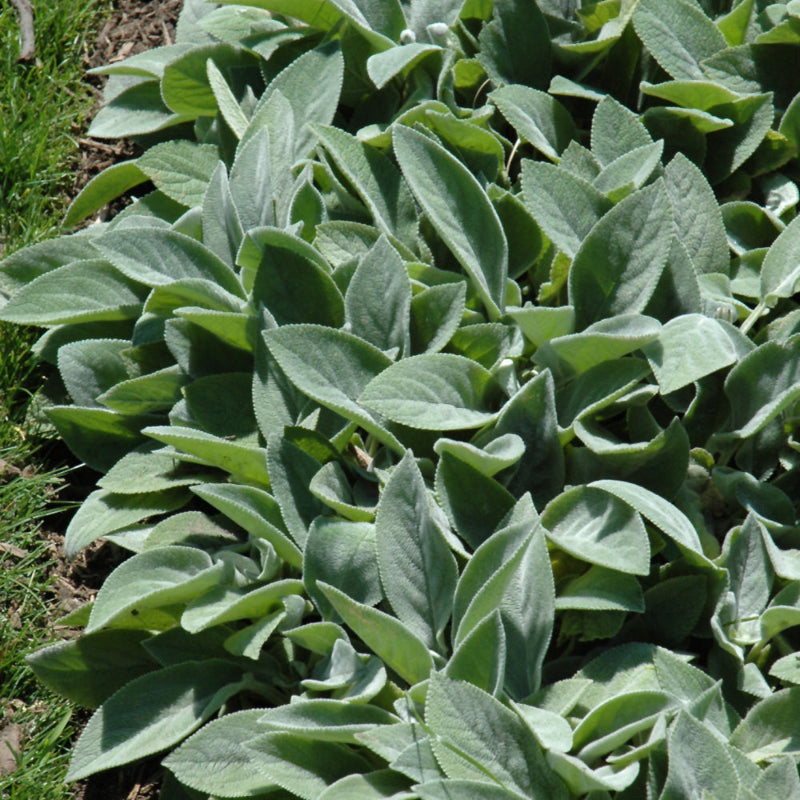 STACHYS BIG EARS