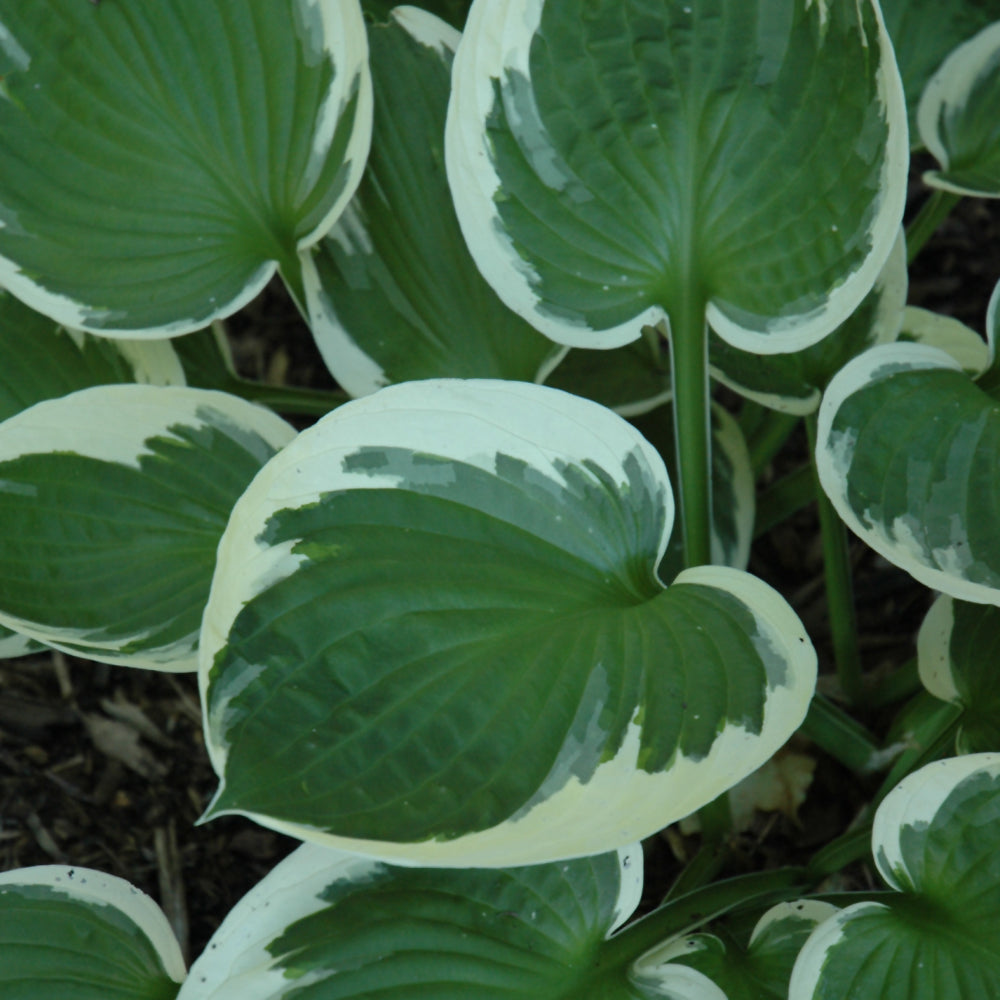 HOSTA MINUTEMAN