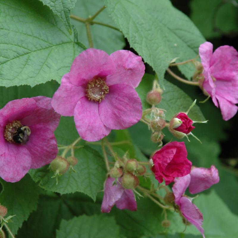 RASPBERRY FLOWERING