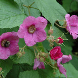 RASPBERRY FLOWERING