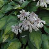 HOSTA JUNE