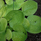 HOSTA MAUI BUTTERCUPS