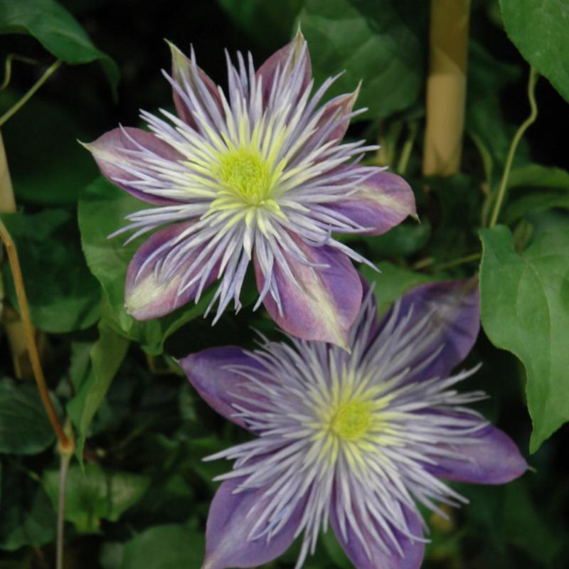 CLEMATIS CRYSTAL FOUNTAIN