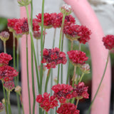 ARMERIA BALLERINA RED