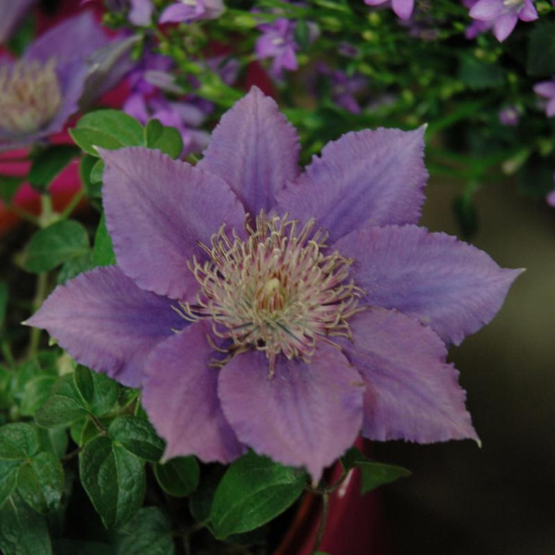 CLEMATIS BIJOU