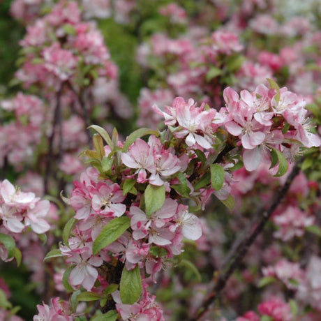 CRABAPPLE CORALBURST