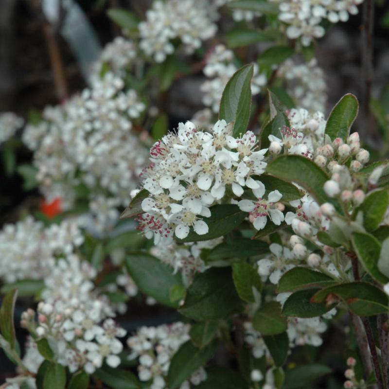 CHOKEBERRY BRILLIANT RED