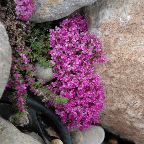 THYMUS PINK CHINTZ