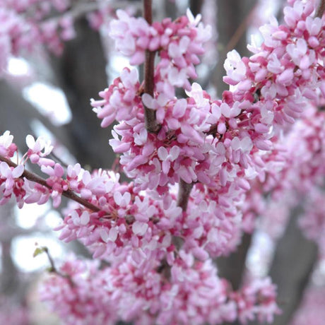 EASTERN REDBUD