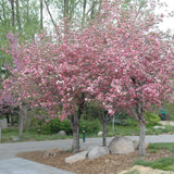 CRABAPPLE BRANDYWINE