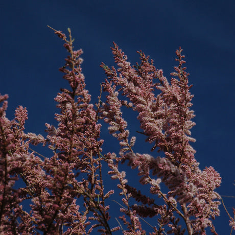 TAMARISK AMUR