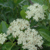 VIBURNUM BRANDYWINE