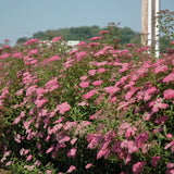 SPIREA ANTHONY WATERER