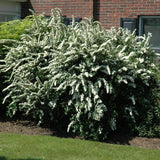 SPIREA VANHOUTTEI RENAISSANCE