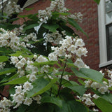 CATALPA NORTHERN