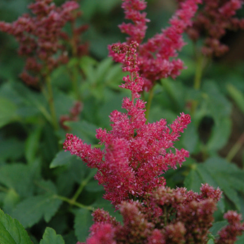 ASTILBE FIREBERRY