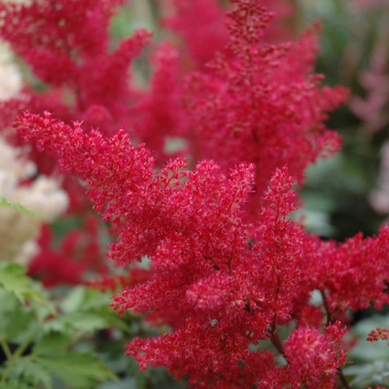 ASTILBE MONTGOMERY