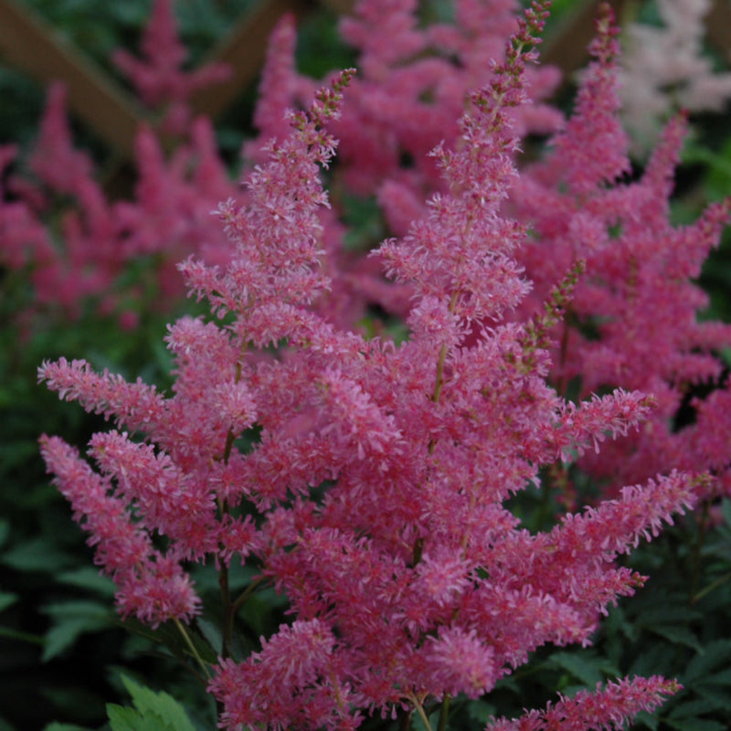 ASTILBE YOUNIQUE LILAC