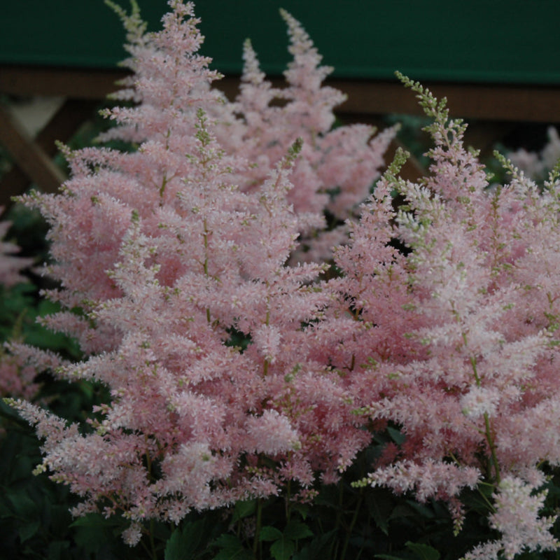 ASTILBE YOUNIQUE SILVERY PINK