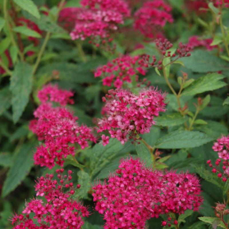 SPIREA NEON FLASH