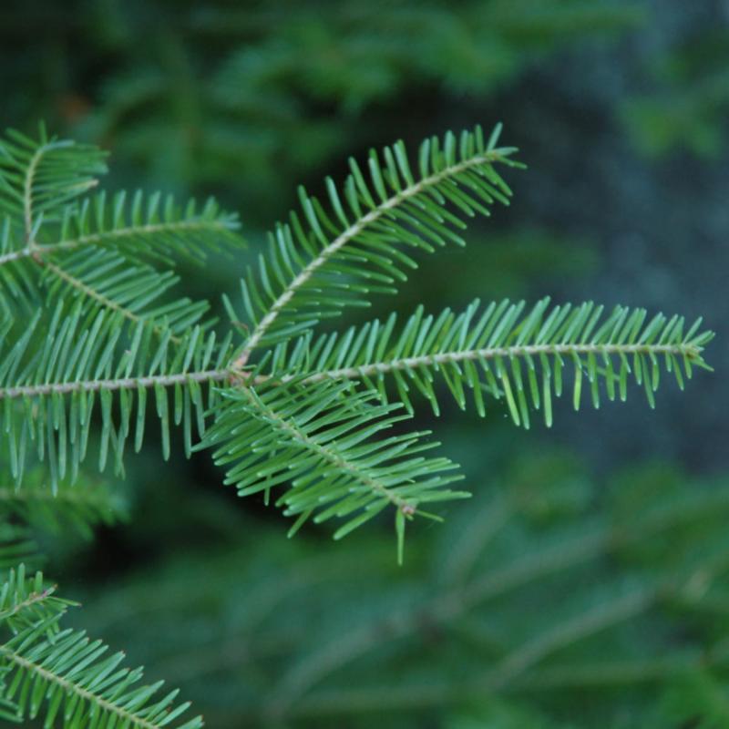 FIR BALSAM