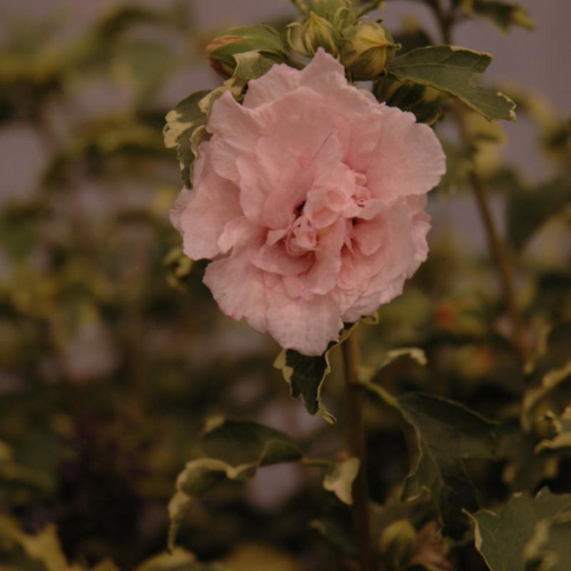 ROSE OF SHARON SUGAR TIP