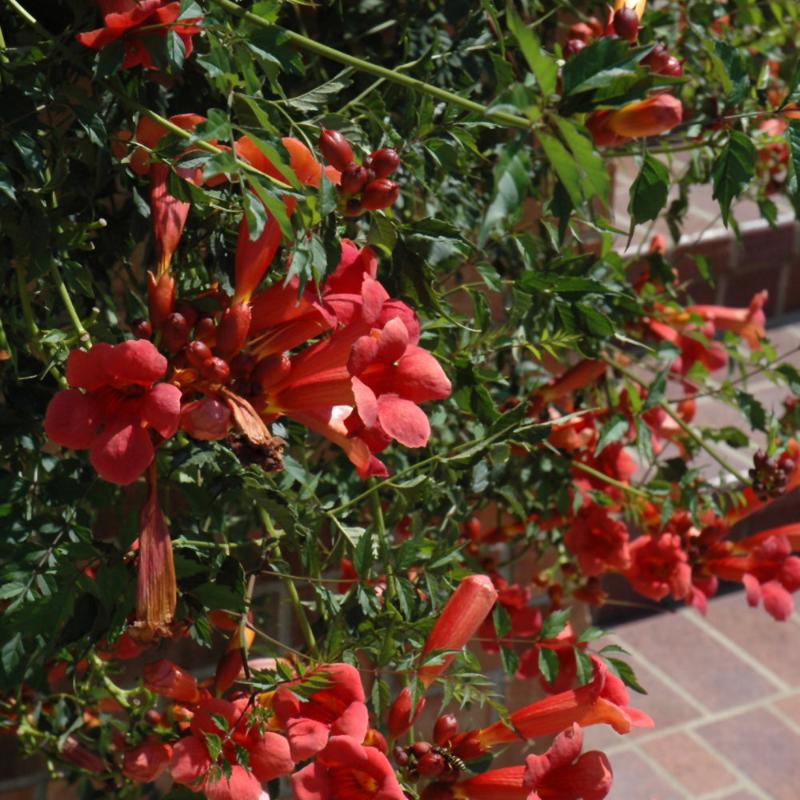 TRUMPET VINE FLAMENCO