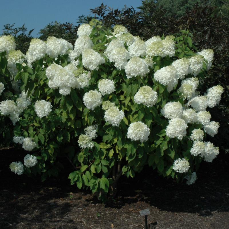 HYDRANGEA PHANTOM STANDARD