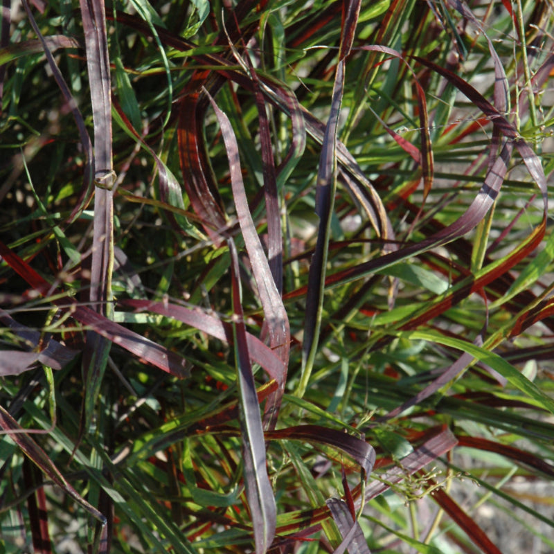 PANICUM BLOOD BROTHERS