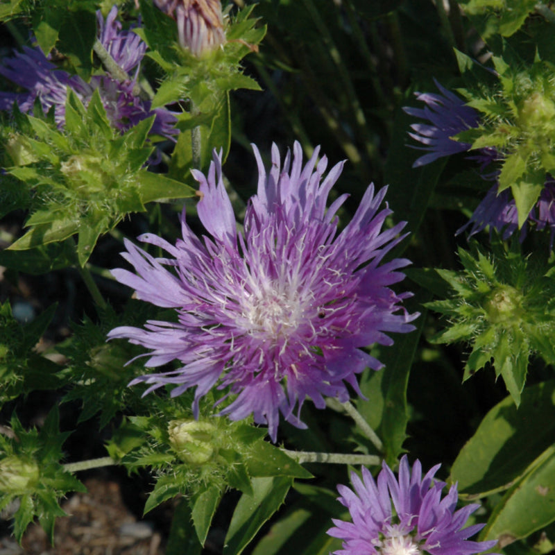 STOKESIA PEACHIES PICK